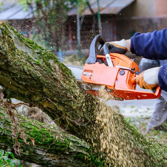 Tree Removal Services 1