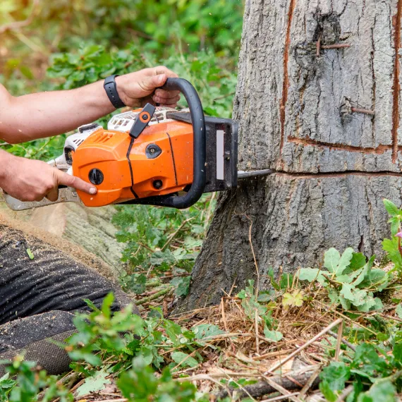 Tree Removal Services