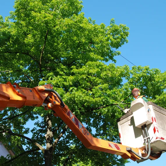 Tree Trimming & Pruning Services 1