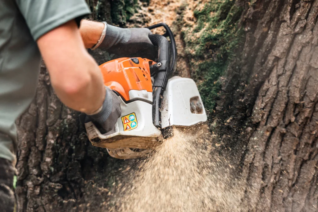 Keep Your Property Safe with Tree Care in McAlester, OK