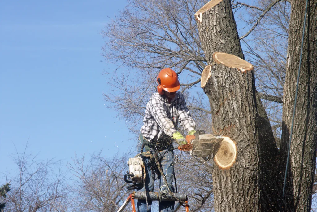 Keep Your Property Safe with Tree Care in McAlester, OK 2